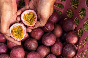 close up of fresh purple passion fruits harvest from farm