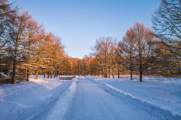 Obraz premium Trees alley at winter sunset