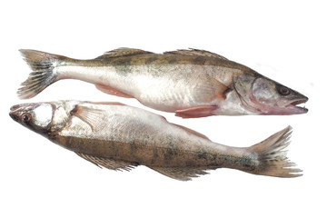 two freshwater fresh raw pikeperch fish