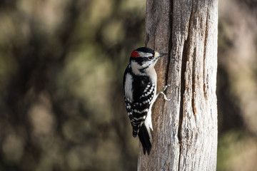 Male Downy Woodpecker (Picoides pubescens)