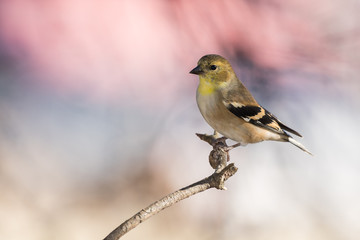 Male American Goldfinch (Spinus tristis) in non breeding colors