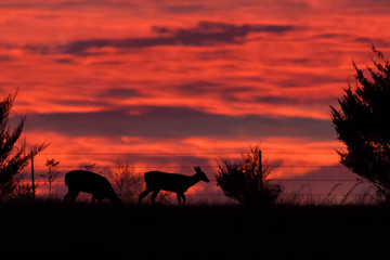 Fototapeta na wymiar Silhouette of a deer during sunset