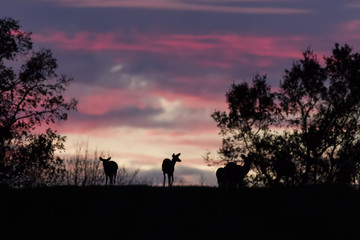 Silhouette of deer at sunset