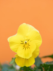 Obraz premium ビオラの花