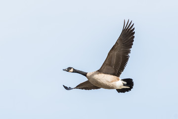 Canada Goose in flight
