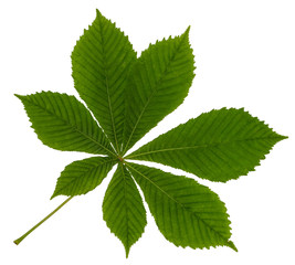 Green leaf chestnut isolated on white background