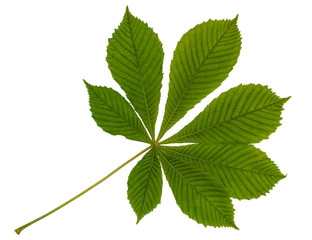 Naklejka na ściany i meble Green chestnut leaf isolated on white background.