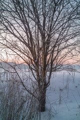 Beautiful tree view at winter sunset