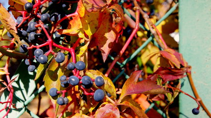 Pojedyncze owce winogron rosnące na krzaku przy płacie pośród jesienno-brązowych liści - zbliżenie natury © Konrad_elx