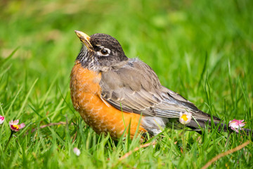 small robin resting on grass looking at you