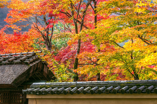 Japan autumn season with architecture roof in the park, Japan.
