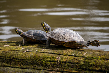 Obraz premium turtles resting on the wood truck in the lake get its back legs stretched 
