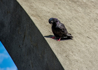 Humble Pidgeon