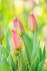 Obraz na płótnie Canvas tulip field close-up