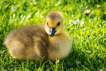 tiny gosling rest on the grass looking towards you