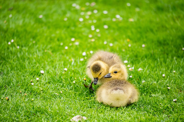 two yellow goslings play on the grass
