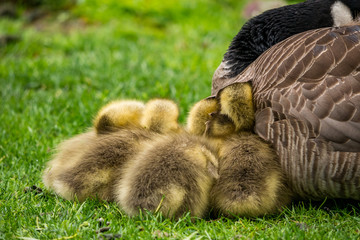 tiny goslings cuddling around mum