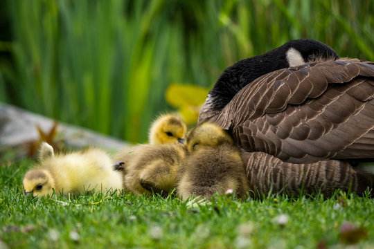 goslings cuddling around mom on the grass in cloudy day