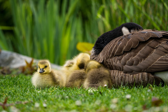 couple cute goslings resting beside their mother