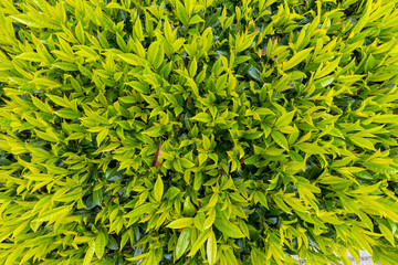 texture of green bushes from top view