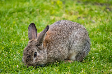 cute and fat brown rabbit eating grass with head down.