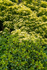 texture of green bush in front of maple leaves under the sun