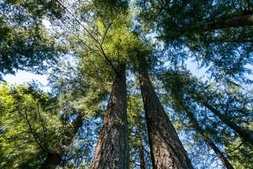 looking up in the forest in front of two huge trees