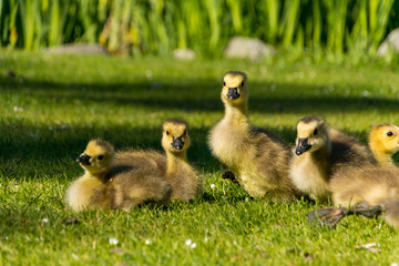 5 goslings laying on grass looking towards you