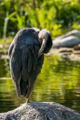 close up of great blue heron cleaning its feather with the beak on the rock  in the pond