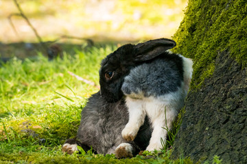 rabbit sitting under tree's shadow cleaning its fur