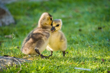 two goslings fighting on the grass