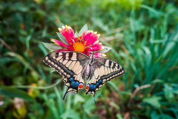 Fototapete bei efototapeten.de bestellen   