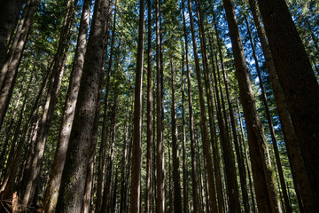 Fototapeta na wymiar looking up inside tall pine tree forest