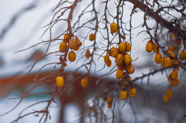 Sea buckthorn berry on winter tree branches.