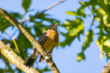American robin resting on the branch under the sun