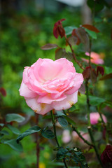 Close up big pink rose in garden.
