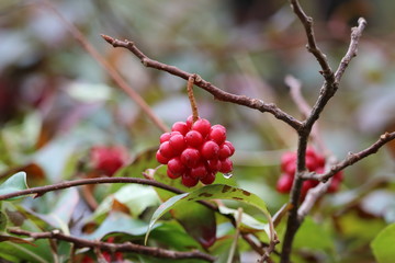 サネカズラの実