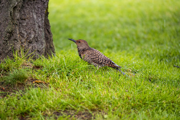 woodpecker resting under the tree