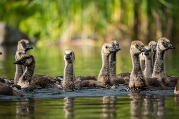 goslings swimming in the pond