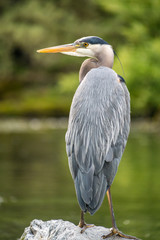 close up of great blue heron resting on the rock in the pond in the mroning.