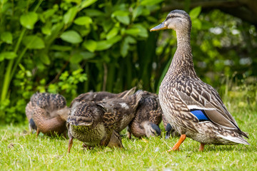 duck mom guarding ducklings on the grass near pond