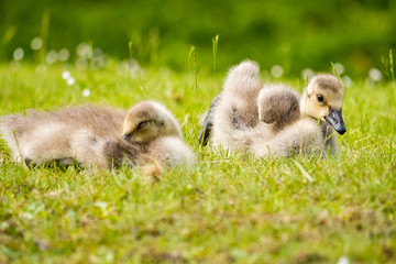 goslings resting on the grass