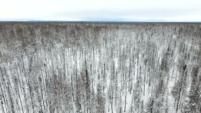 Aerial footage of forest burned out by fire