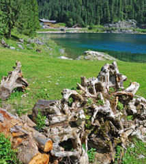 Old dry tree trunk and lake at Gosau, Austria