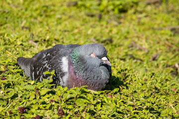 pigeon sleeping on grass under the sun