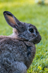 grey rabbit close up shot