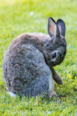 cute grey rabbit cleaning its fur in the back with its mouth on the green grass