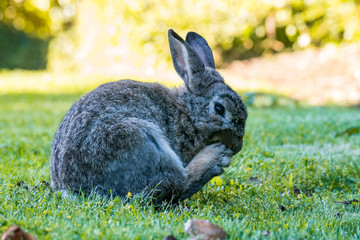 grey rabbit licking  its foot
