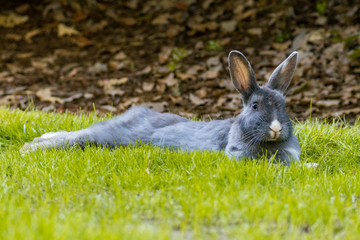 grey rabbit stretch its body and laying on the grass in the shadow