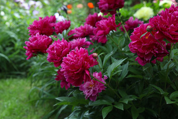 Lush flowering of crimson peonies in the spring garden.